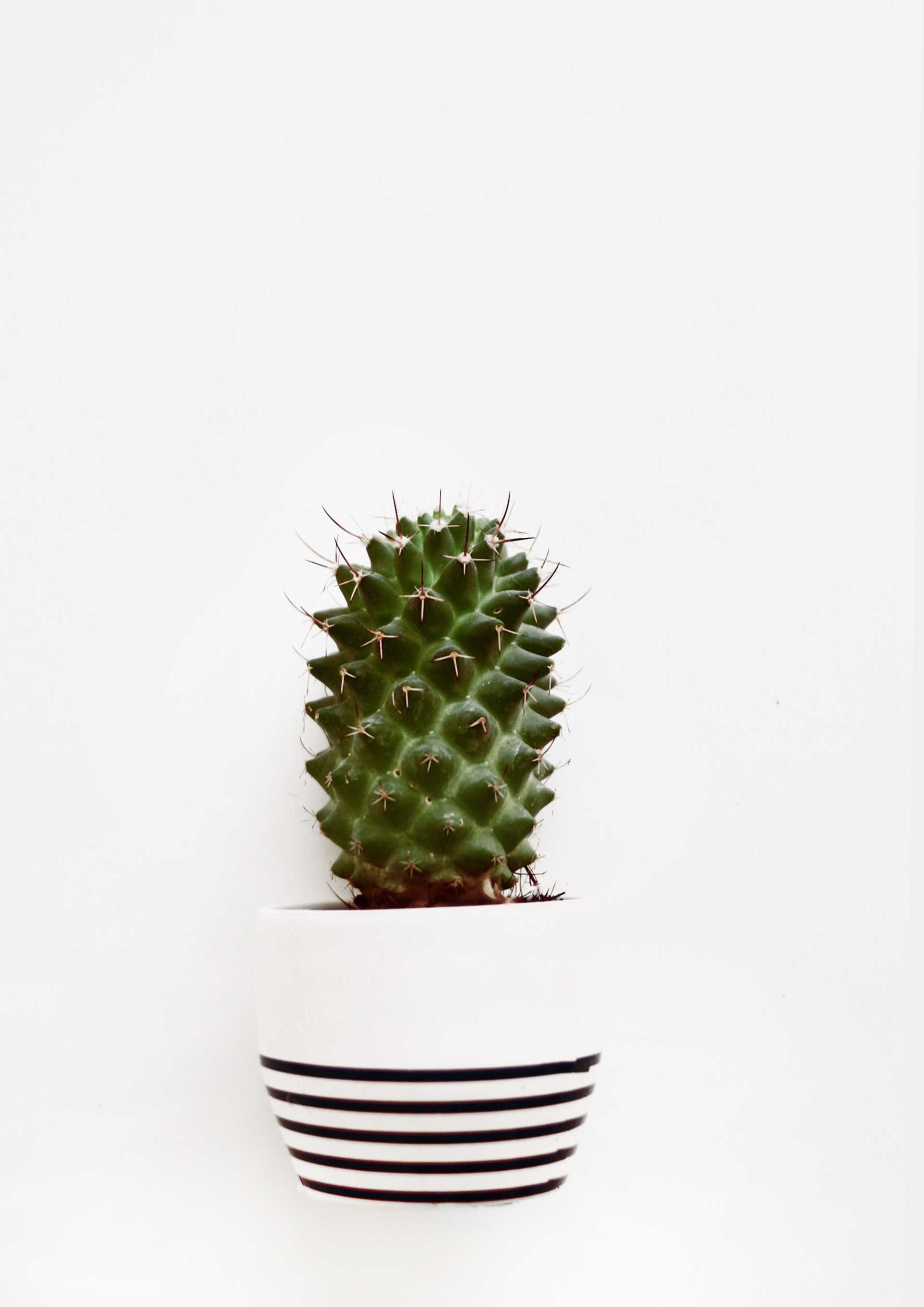 cactus-flower-pot-houseplant-1856430-3
